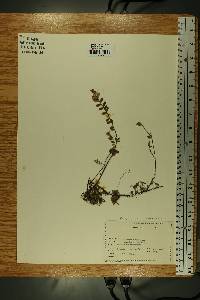 Vaccinium oxycoccos image