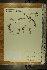 Vaccinium oxycoccos image