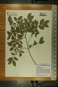 Vaccinium stamineum image