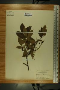 Vaccinium stamineum image