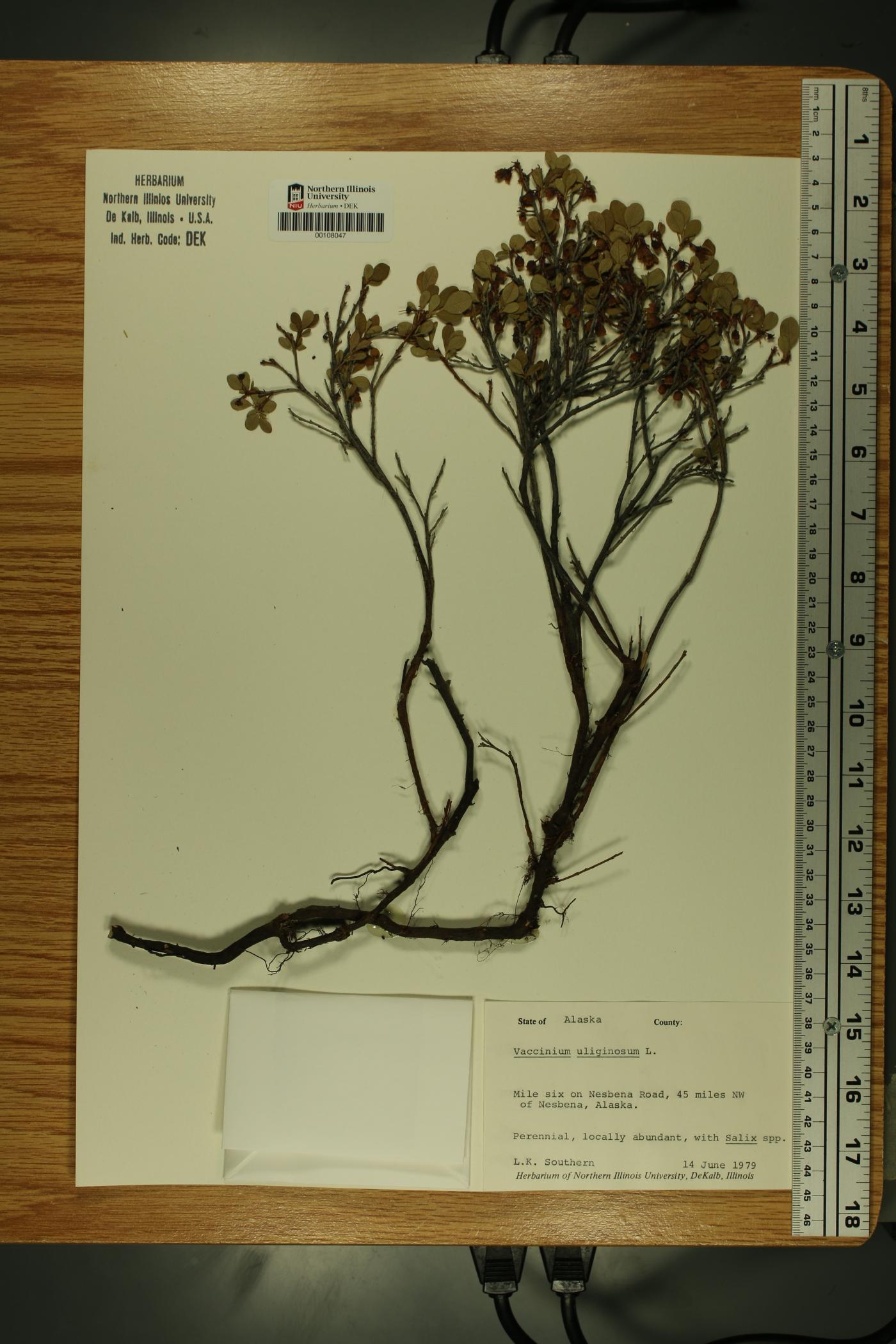 Vaccinium uliginosum image