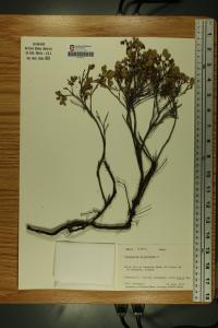 Vaccinium uliginosum image