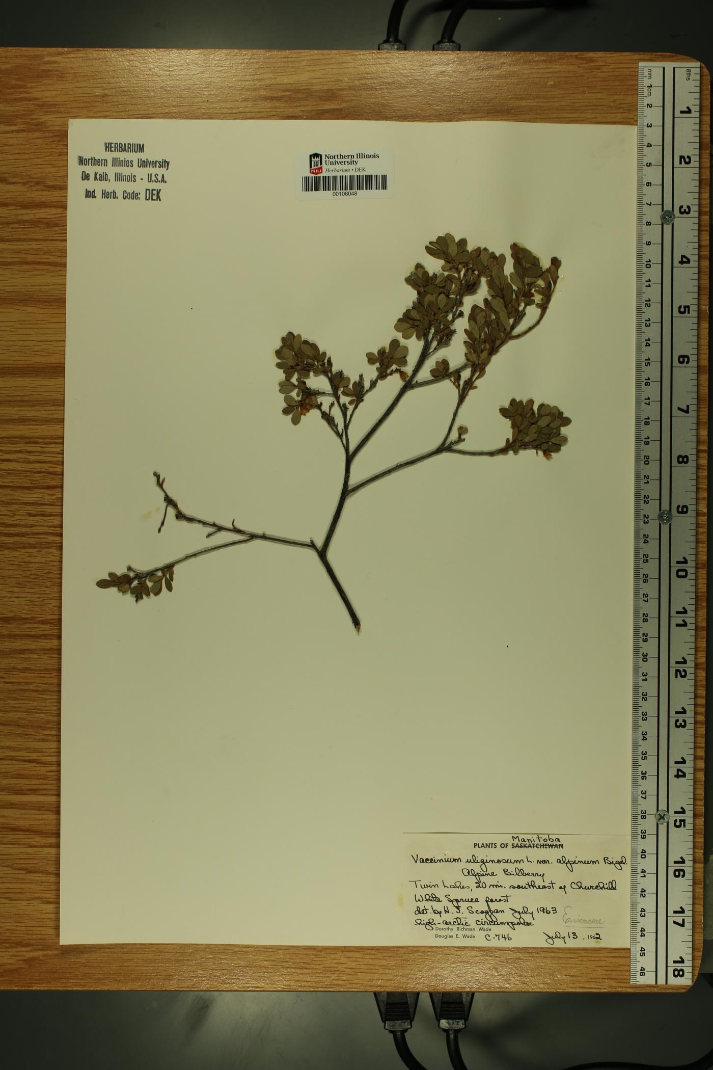 Vaccinium uliginosum image