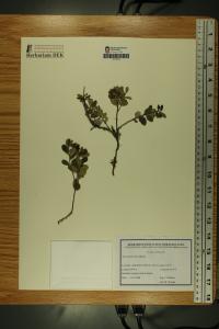 Vaccinium vitis-idaea image