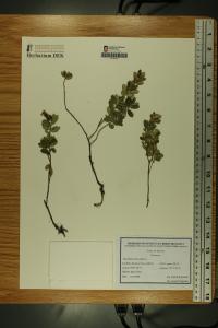 Vaccinium vitis-idaea image