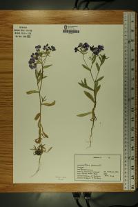 Phlox drummondii image