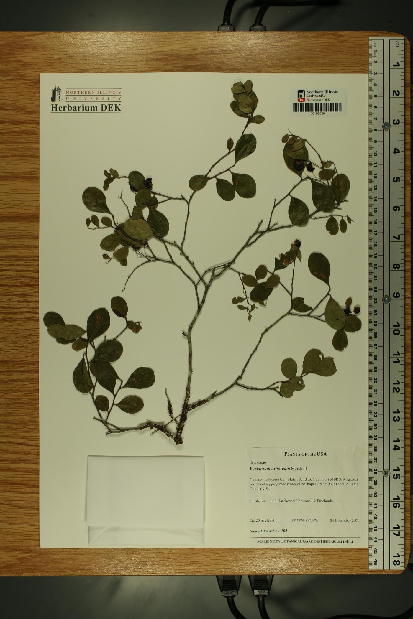 Vaccinium arboreum image