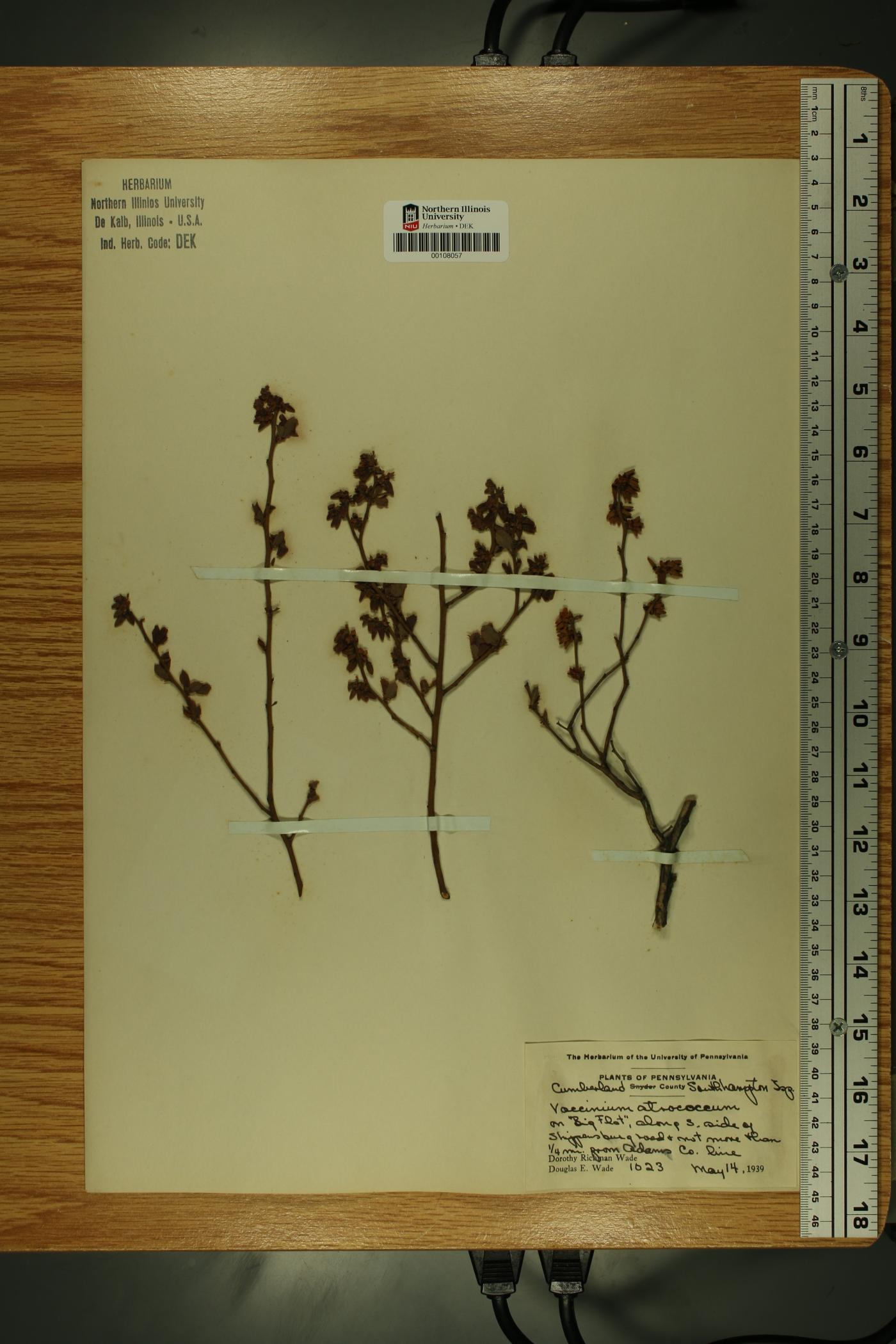 Vaccinium fuscatum image