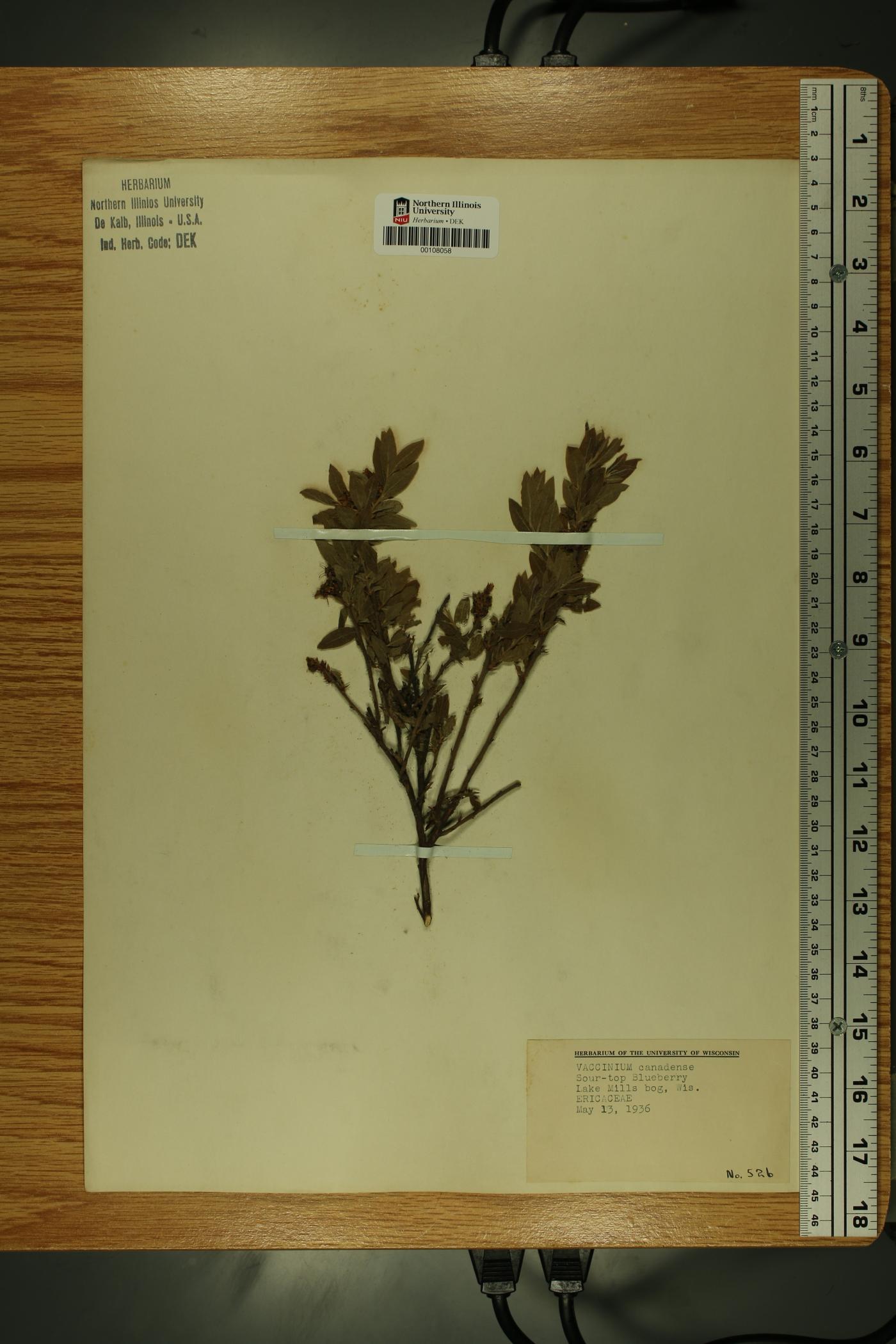 Vaccinium myrtilloides image