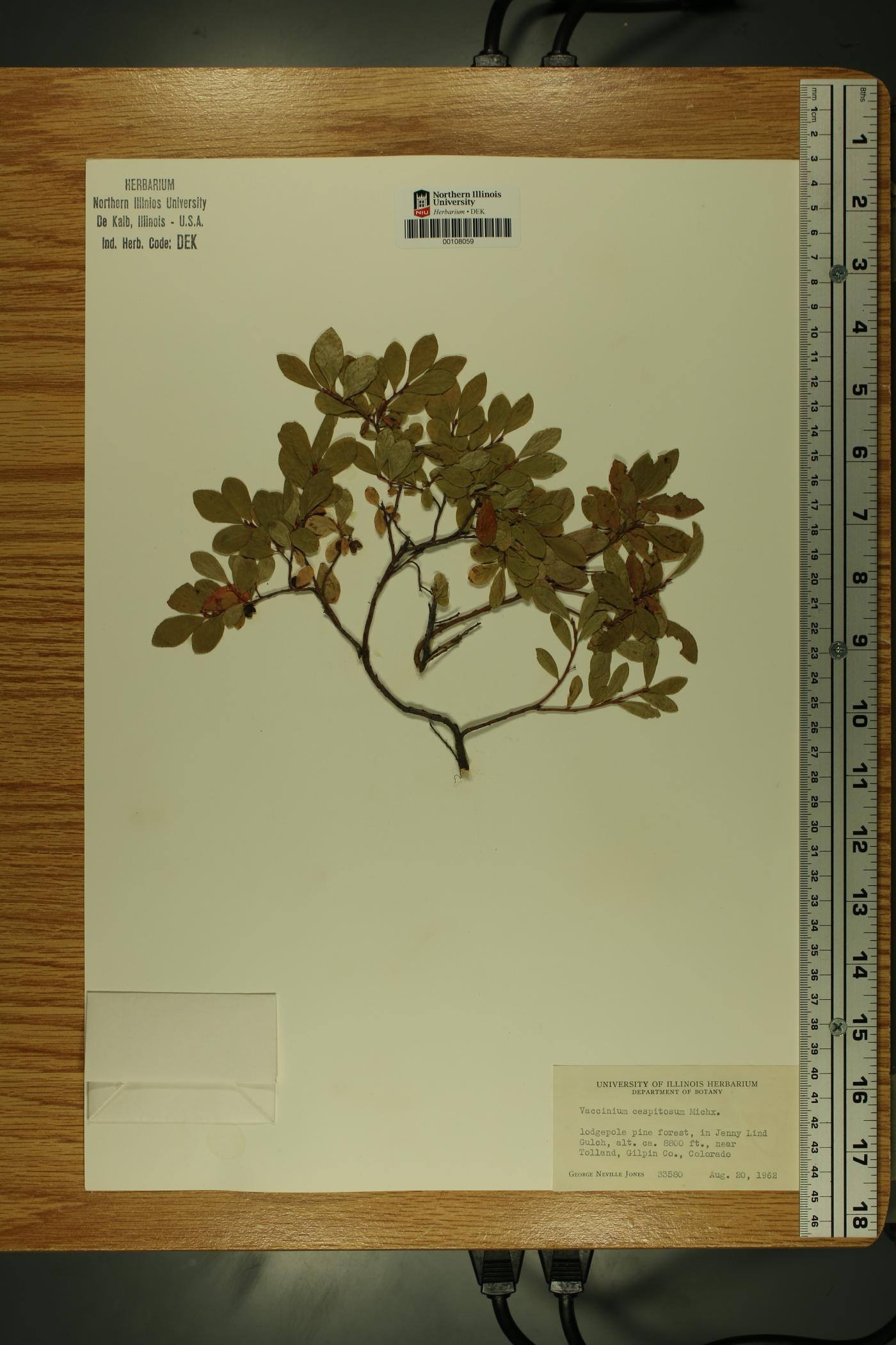 Vaccinium cespitosum image