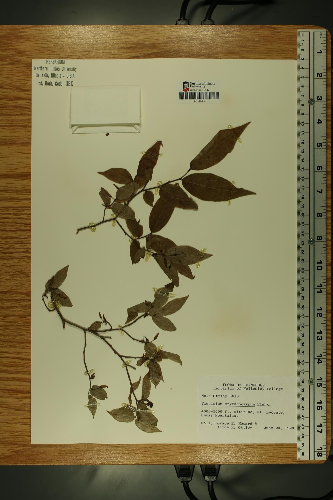 Vaccinium erythrocarpum image