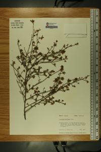 Vaccinium pallidum image