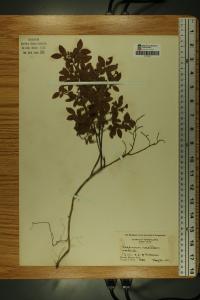 Vaccinium pallidum image