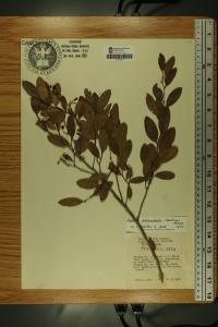 Zenobia pulverulenta image