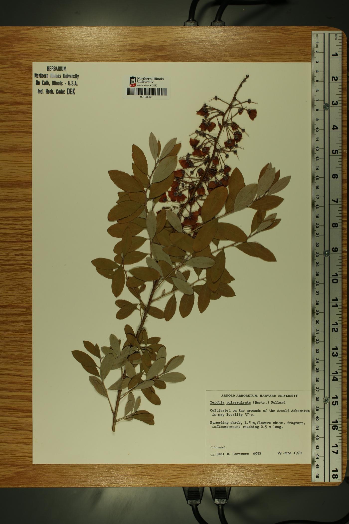 Zenobia pulverulenta image