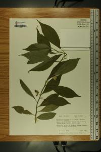 Cubelium concolor image