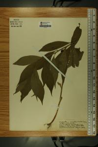 Cubelium concolor image