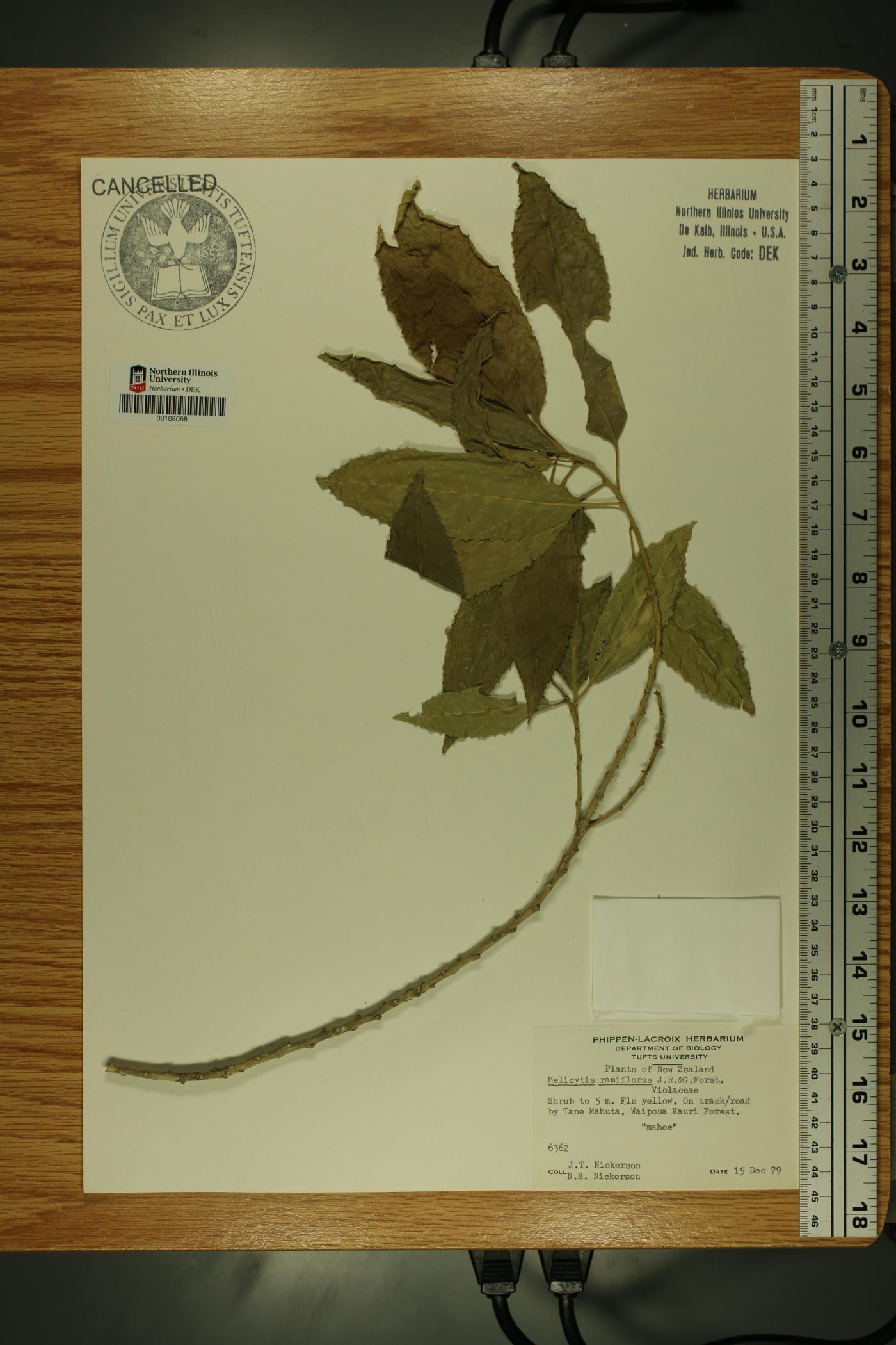 Melicytus ramiflorus image