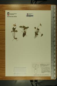 Viola affinis image