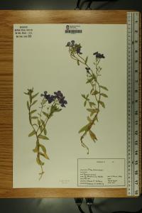 Phlox drummondii image