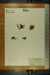 Phlox hoodii image