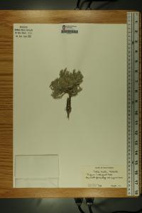 Phlox hoodii image