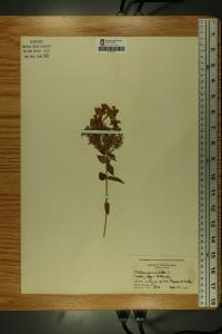 Phlox paniculata image