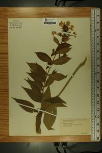 Phlox paniculata image