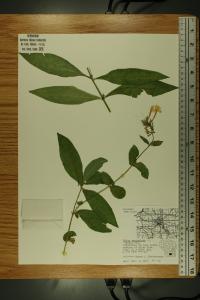 Phlox paniculata image