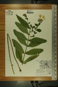 Phlox paniculata image