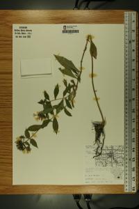 Phlox paniculata image