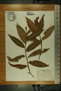 Persicaria amphibia image