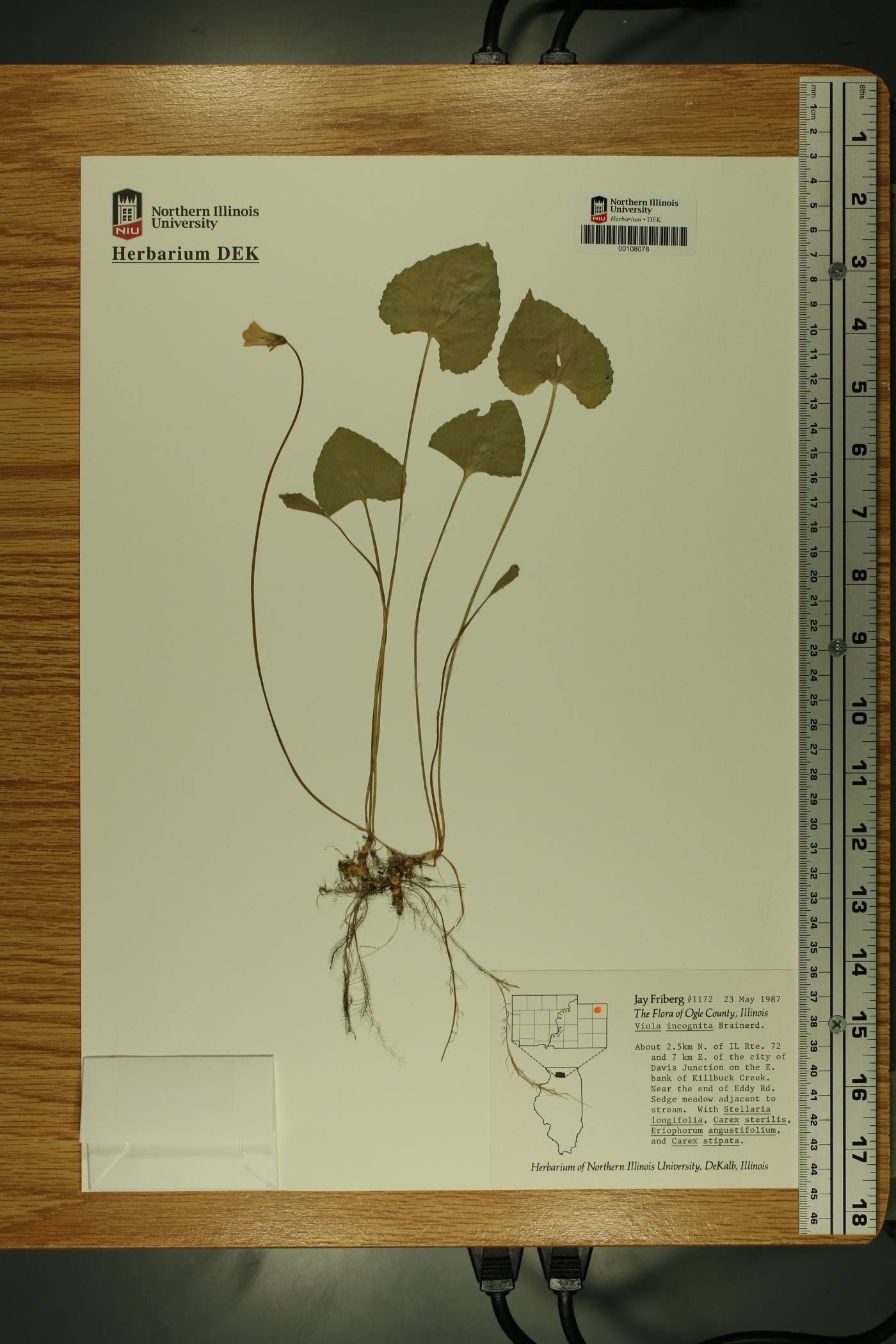 Viola incognita image