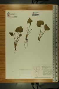 Viola canadensis image