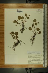 Viola labradorica image