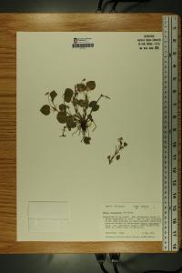 Viola labradorica image