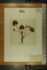 Viola cucullata image