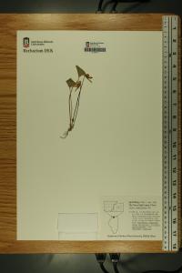Viola fimbriatula image