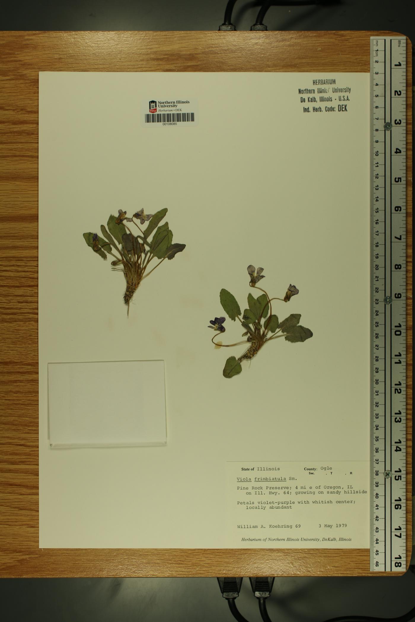 Viola fimbriatula image