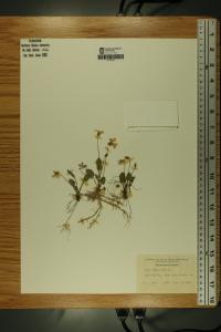 Viola fimbriatula image