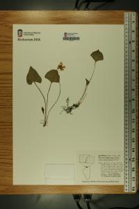 Viola missouriensis image