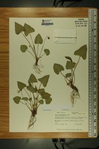 Viola missouriensis image
