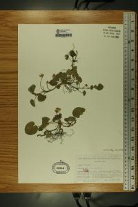 Viola odorata image