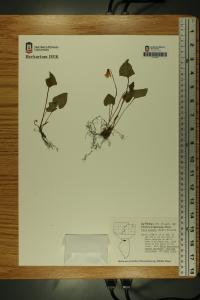 Viola palustris image