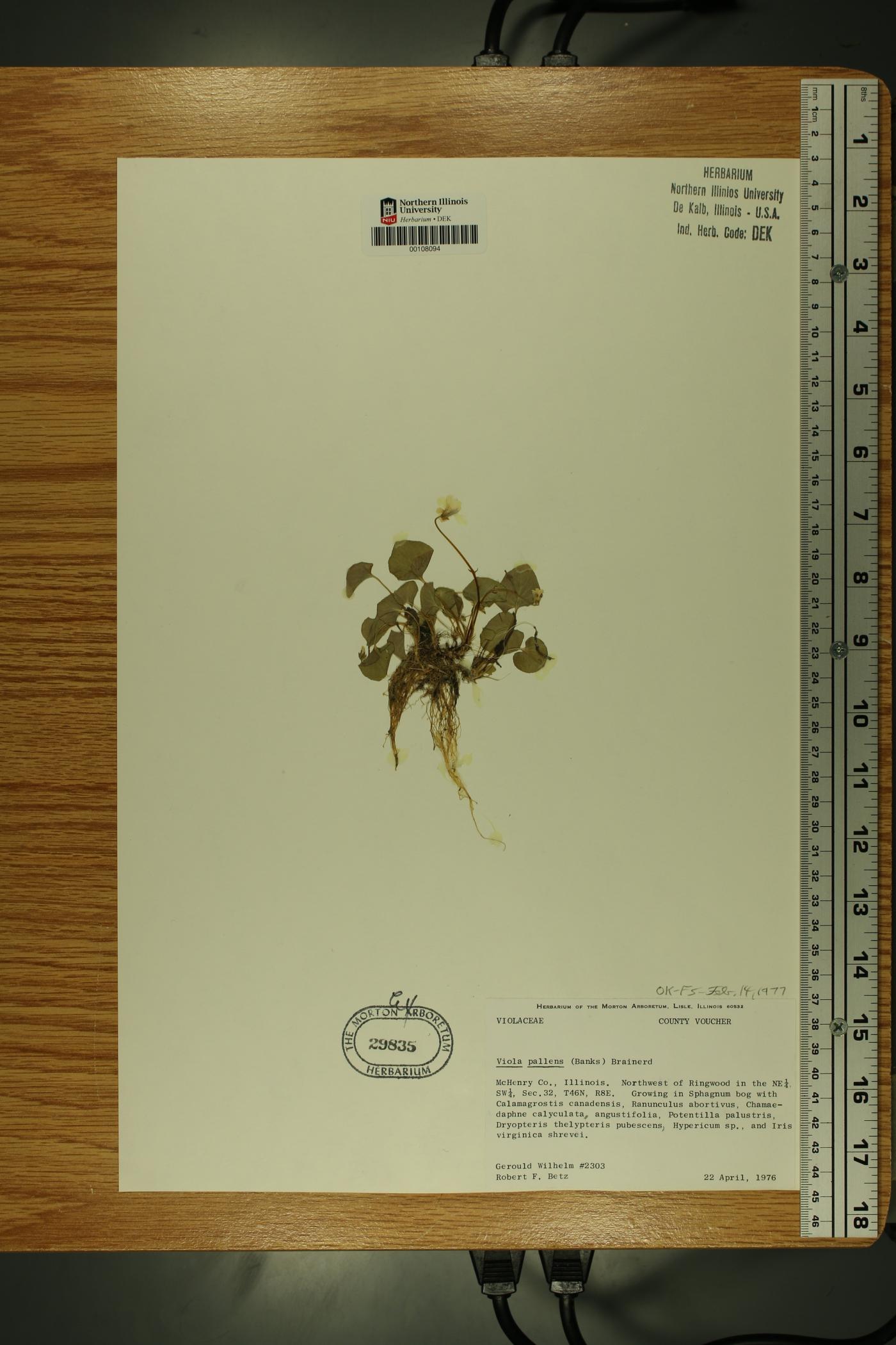 Viola palustris image