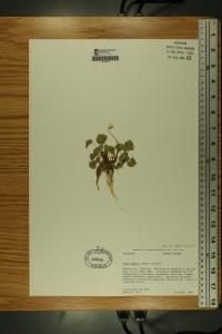 Viola palustris image
