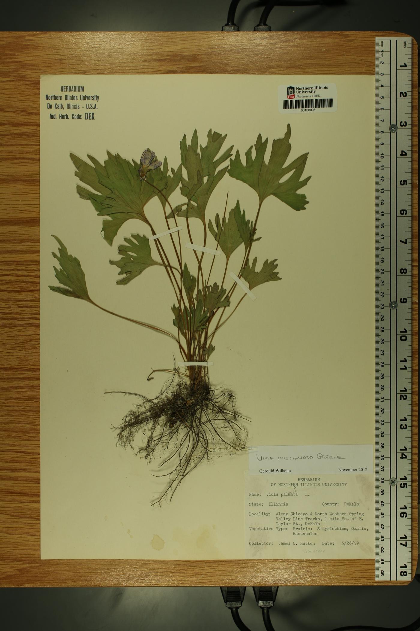 Viola subsinuata image