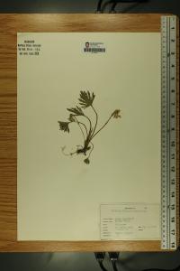 Viola palmata image