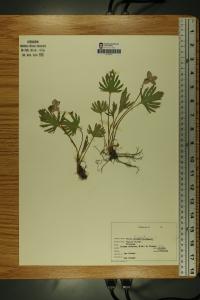 Viola palmata image