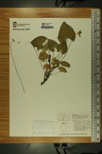Viola affinis image